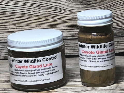 COYOTE GLAND LURE ( A true coyote gland lure )